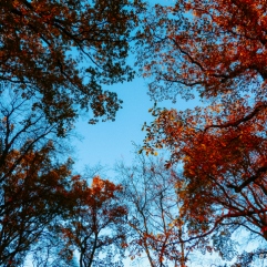 Blue Sky Late Autumn