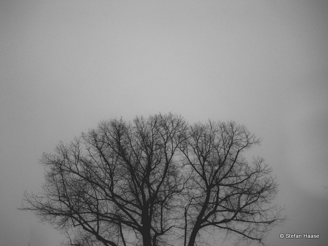 Misty Tree